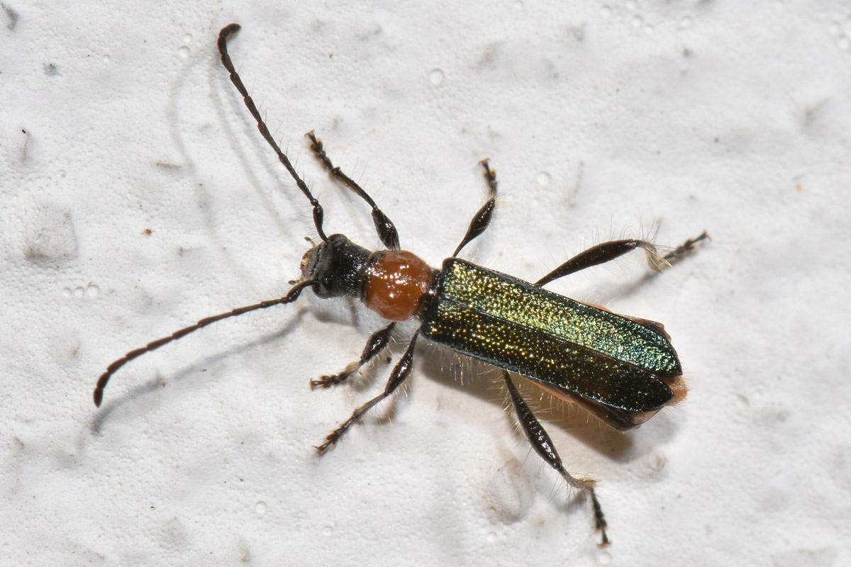 Cerambycidae:  Callimus abdominalis (e Callimus angulatus)